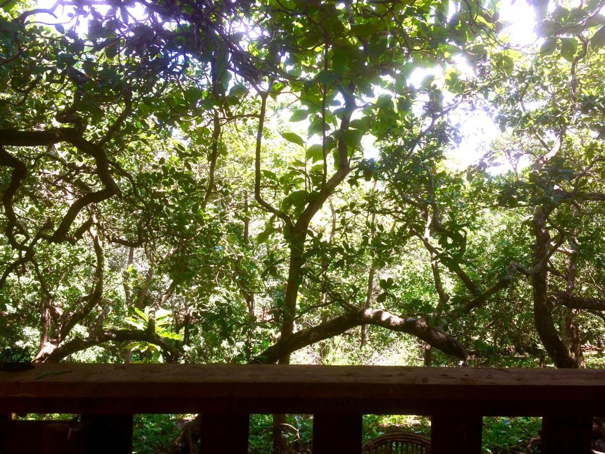 Galaxy Jungle Huts Hotell Agonda Eksteriør bilde
